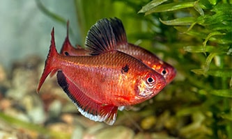 Zwei Fische rot